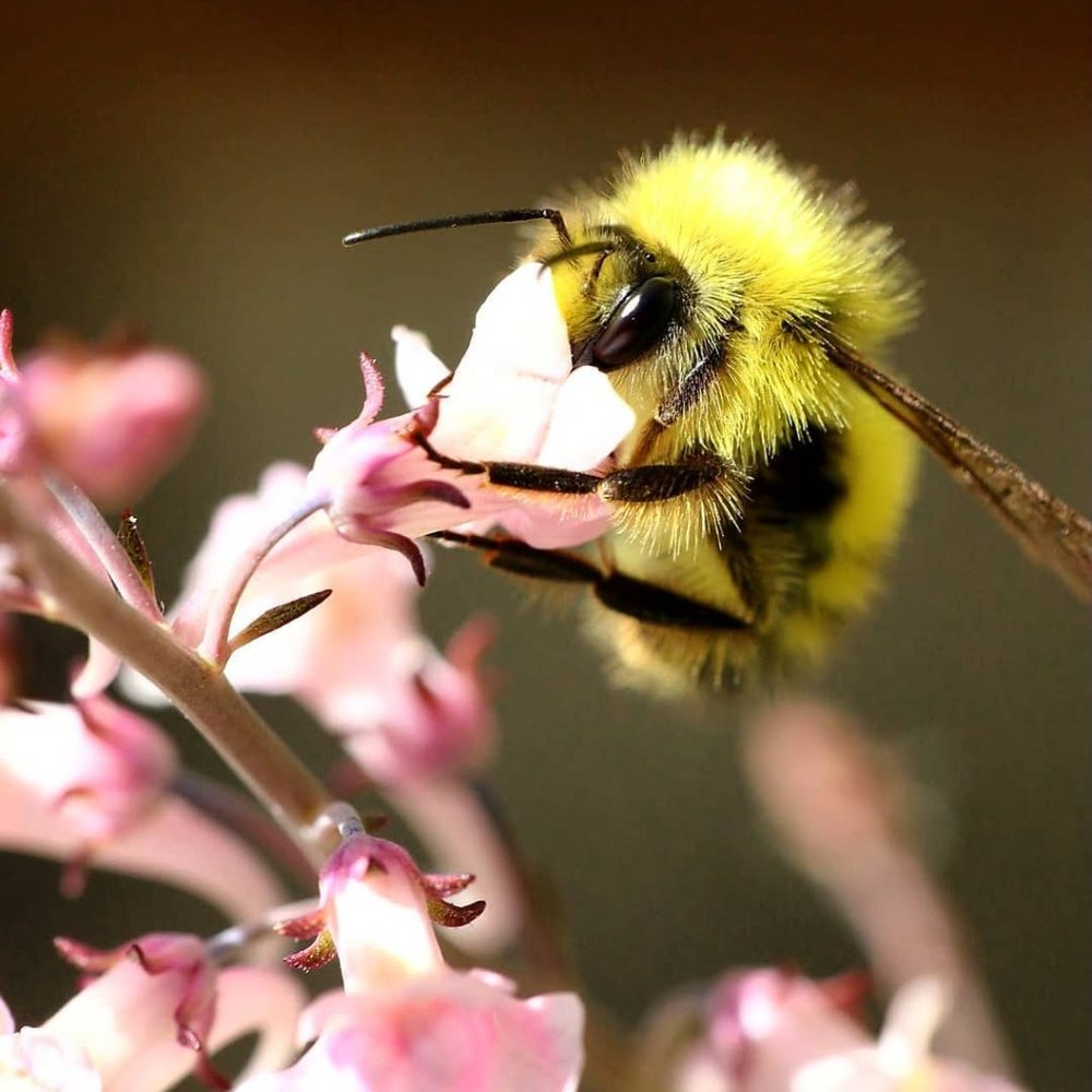 Meet your Posher, Chrissy